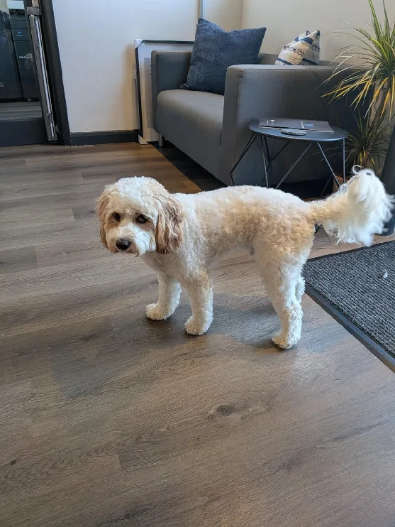 Charlie, the office dog at Vale Southern